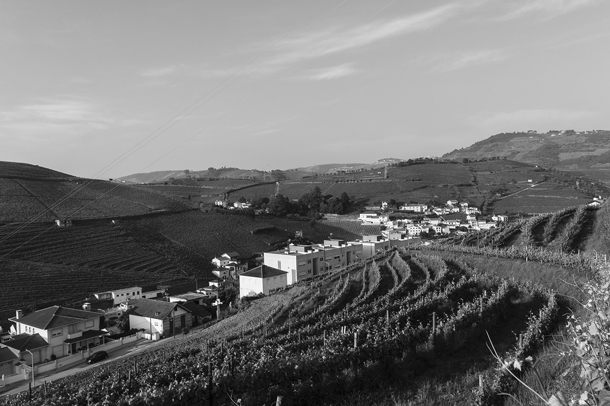 Vinha